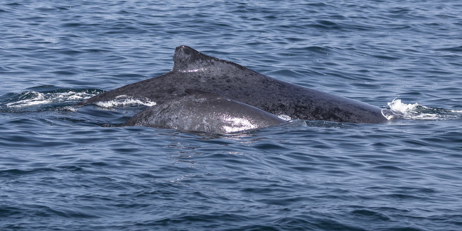 encontro-possibilita-oportunidade-de-observacao-de-baleias-na-bahia