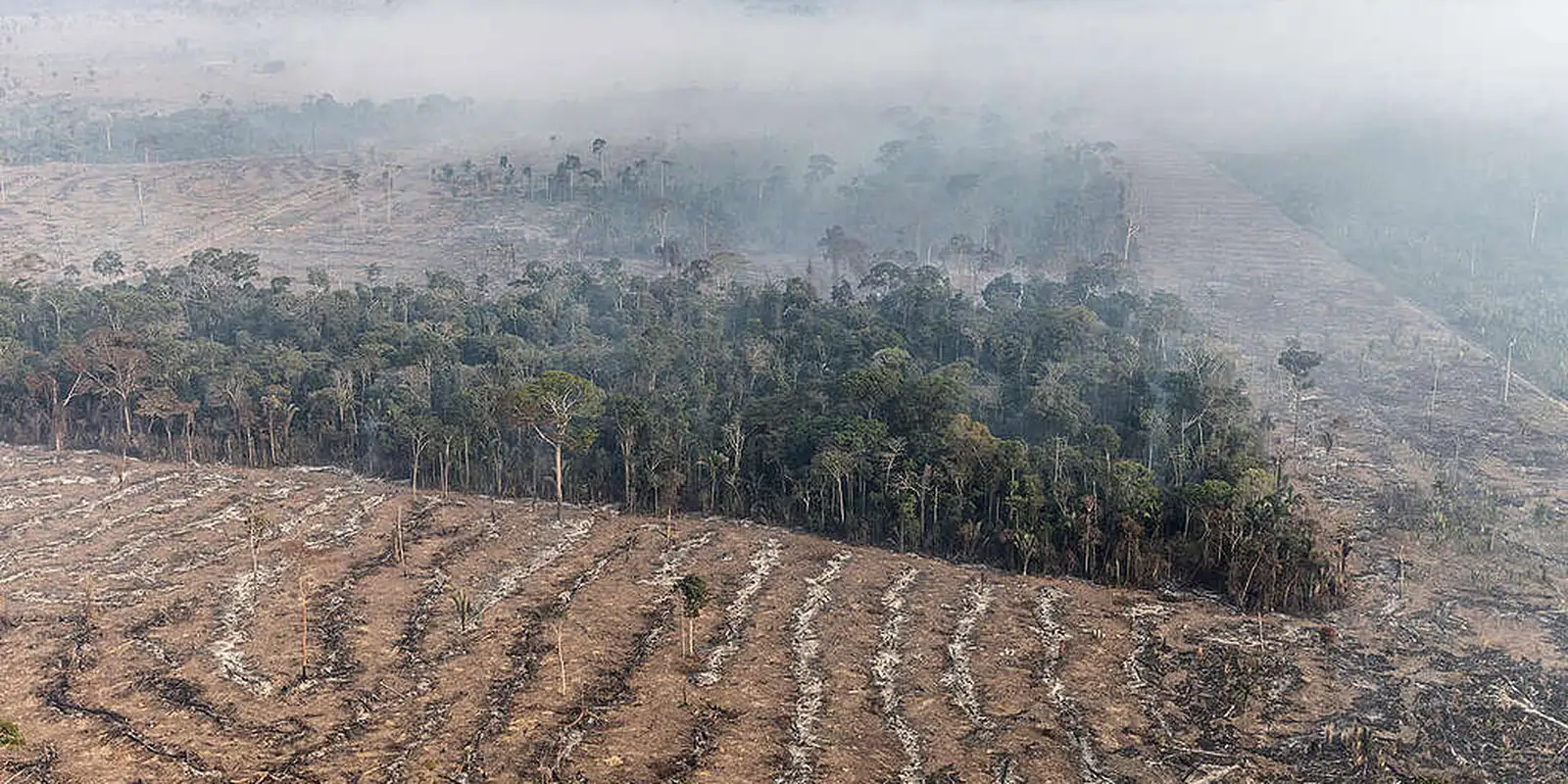 inpe-revela-que-o-amazonas-registrou-queda-de-80%-no-numero-incendios