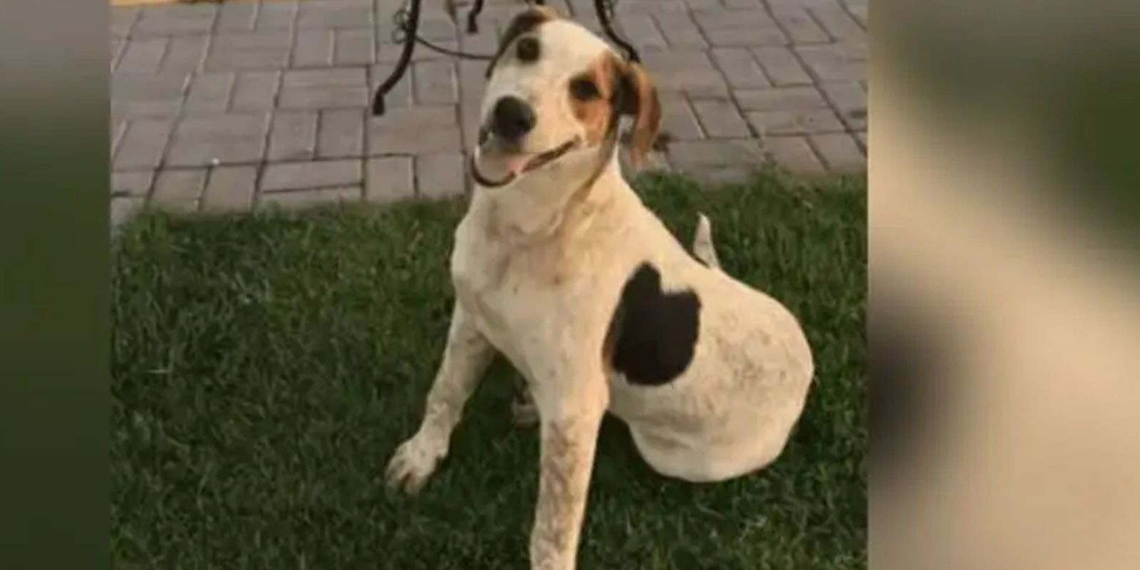 cachorro-comunitario-abacate-e-morto-por-um-tiro-no-parana