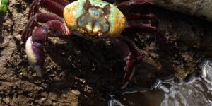 defeso-do-caranguejo-uca-comeca-nesta-terca-(17)-em-dez-estados