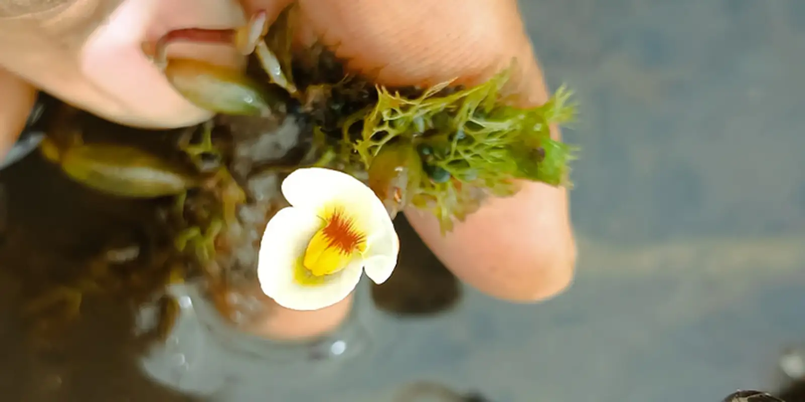 Espécie raríssima de planta carnívora é encontrada no Piauí