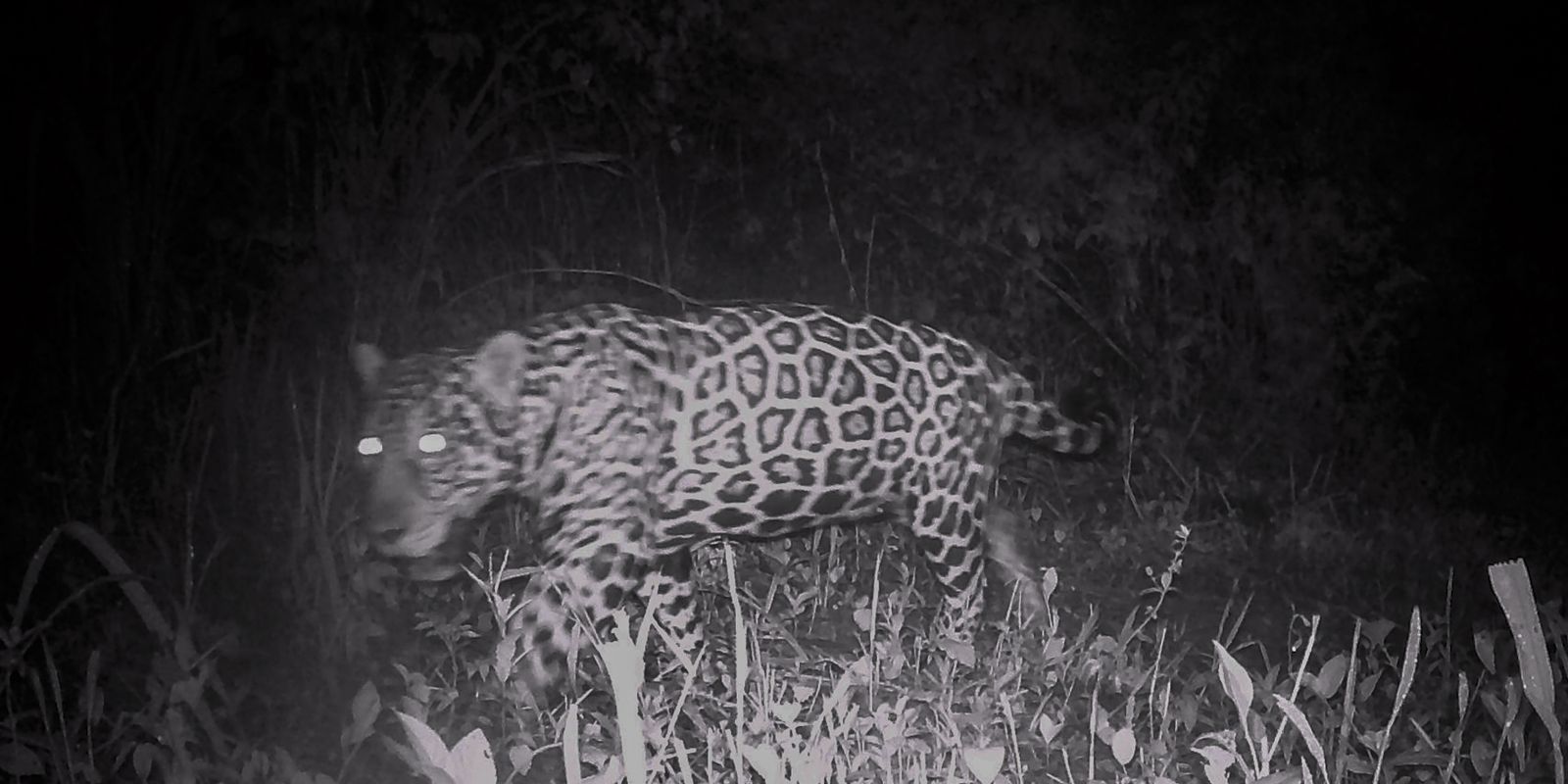 Campo Grande recebe evento sobre conservação de animais silvestres