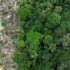 Mundo reduz em mais de um terço perda de florestas tropicais