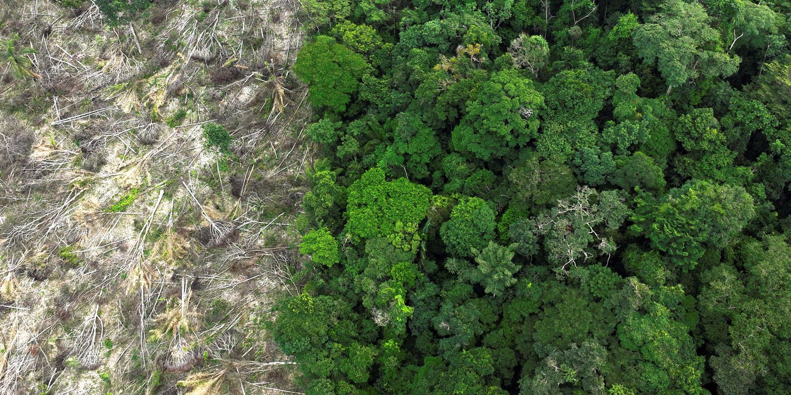 Mundo reduz em mais de um terço perda de florestas tropicais