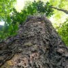 Florestas degradadas da Amazônia estão se tornando mais vulneráveis
