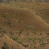 MapBiomas: fragmentação de áreas naturais quase triplicou em 40 anos