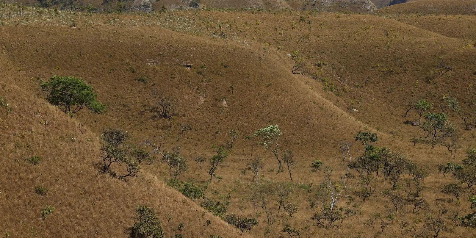 MapBiomas: fragmentação de áreas naturais quase triplicou em 40 anos