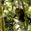 Em SP, povos e comunidades lançam aliança em Defesa da Mata Atlântica