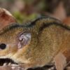 Pesquisadores descobrem nova espécie de marsupial exclusiva do RJ