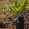 Sesi Lab inaugura espaço que abriga sistema agroecológico educativo