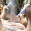 Entidades defendem projeto que proíbe alimentação forçada de animais