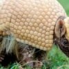 Mascote da Copa, tatu-bola continua ameaçado e terá plano de proteção