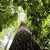 Falta de água pode prejudicar mais as plantas do que o calor