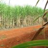 Resíduos agrícolas podem ser usados na produção de hidrogênio verde