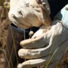 Plantas consideradas extintas são reencontradas em Minas Gerais