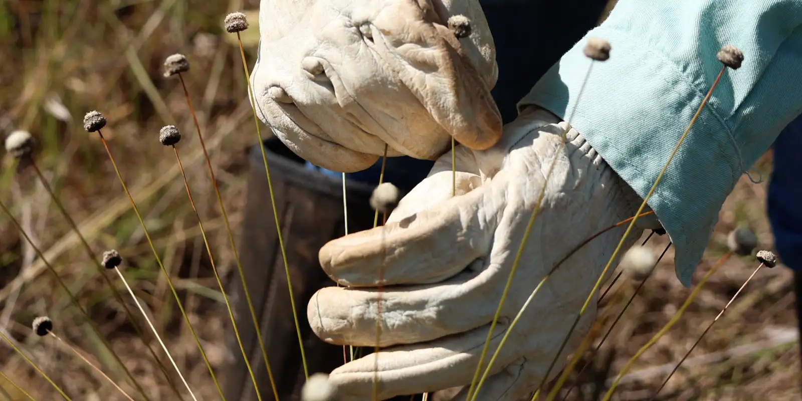 Plantas consideradas extintas são reencontradas em Minas Gerais