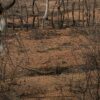 COP 17 sobre desertificação inicia na Mongólia