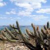 Consórcio Nordeste negocia recursos na COP17 da ONU