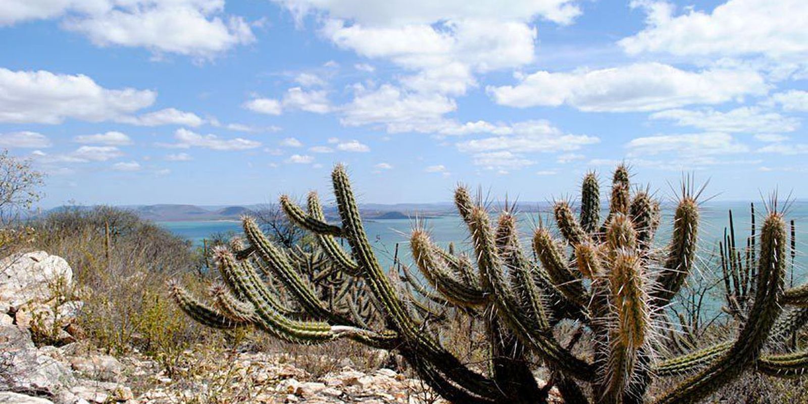 Consórcio Nordeste negocia recursos na COP17 da ONU