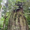 Amazonas ganha quatro novas reservas de desenvolvimento sustentável