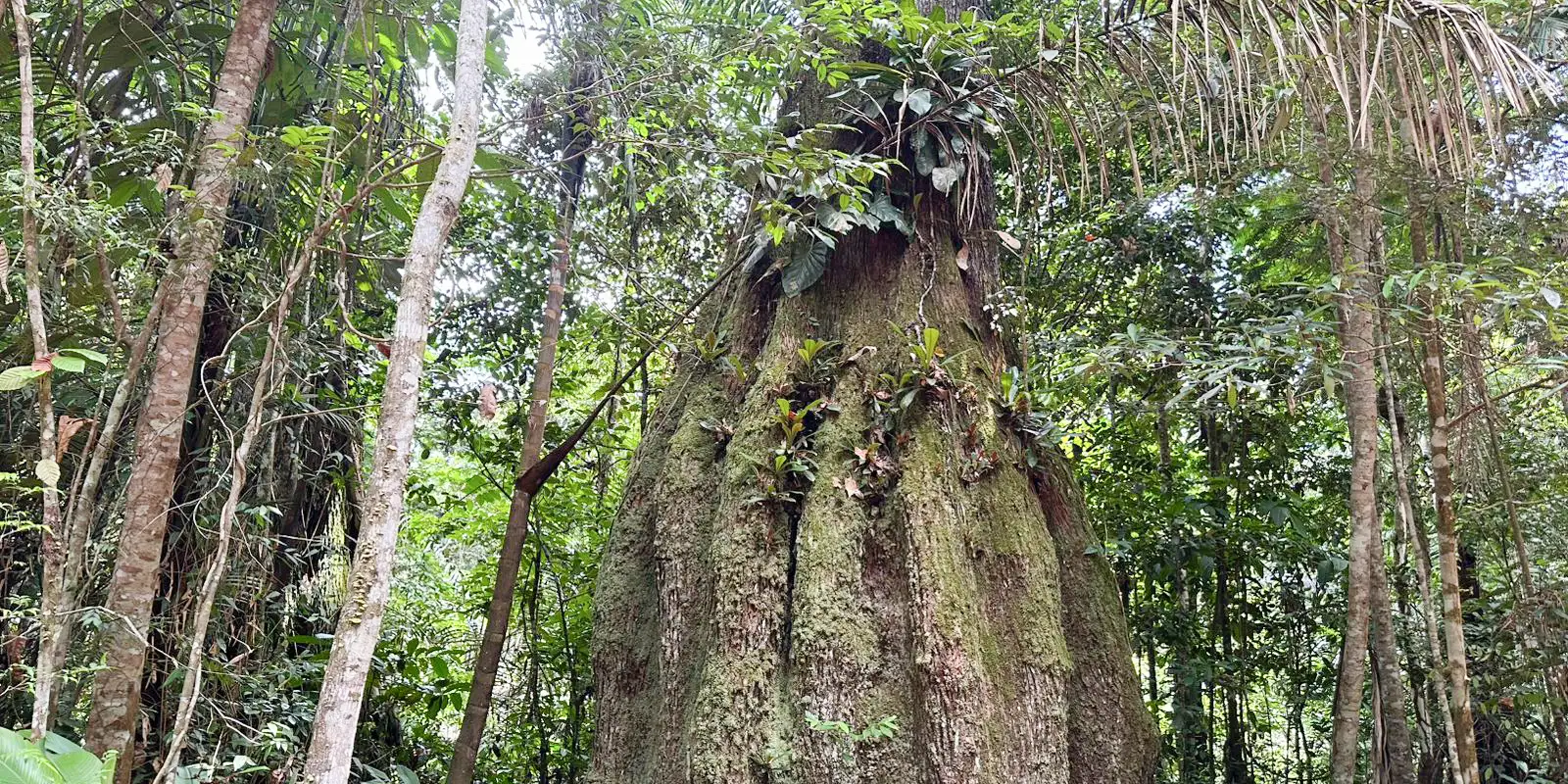 Amazonas ganha quatro novas reservas de desenvolvimento sustentável