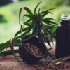 Para associações, normas ainda deixam pontos em aberto sobre cannabis