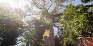 el-nino-intensifica-calor-e-reduz-chuva-em-area-preservada-na-amazonia