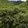 Um quarto da Mata Atlântica é de vegetação secundária, diz MapBiomas