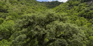 um-quarto-da-mata-atlantica-e-de-vegetacao-secundaria,-diz-mapbiomas