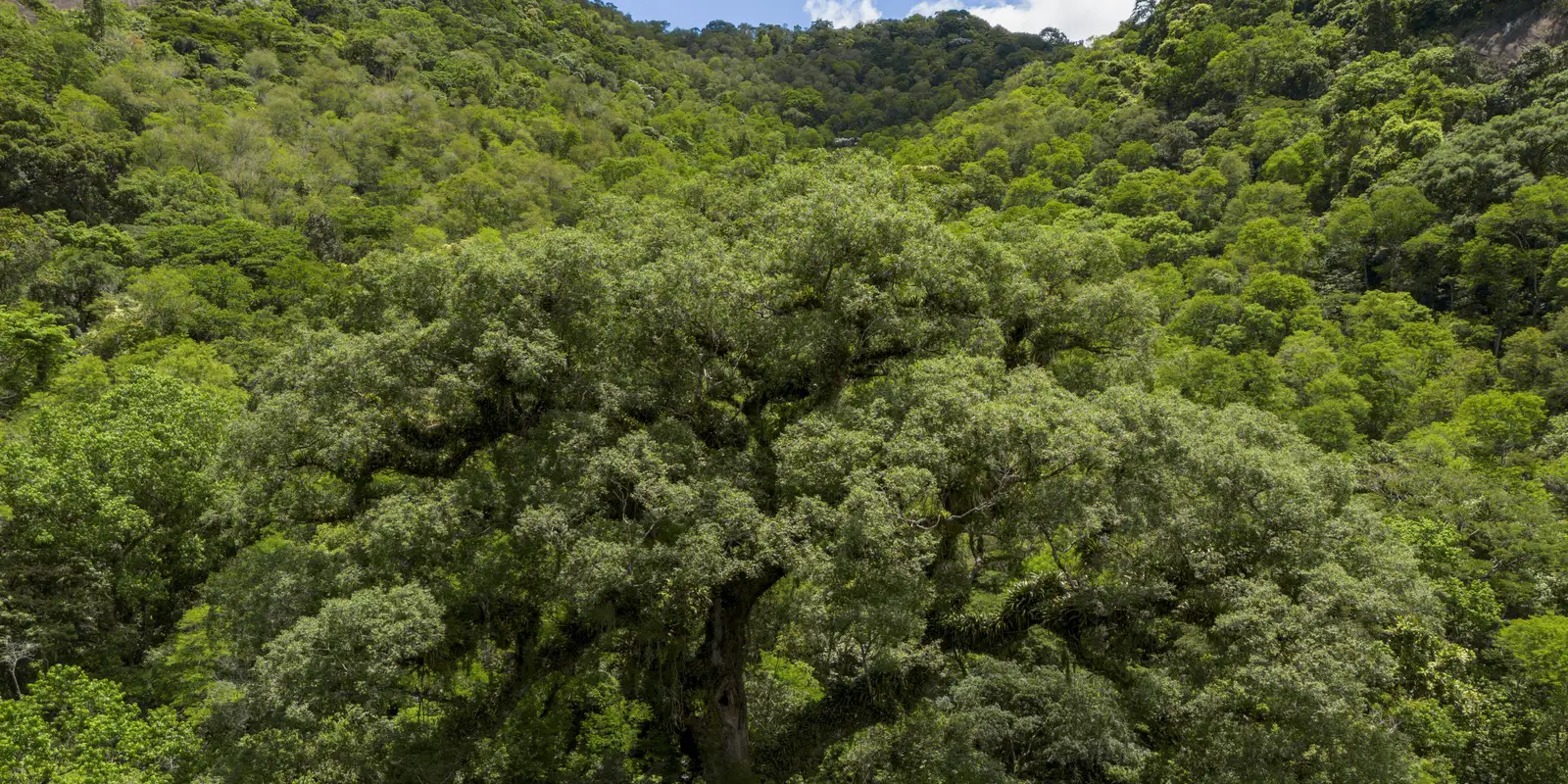 Um quarto da Mata Atlântica é de vegetação secundária, diz MapBiomas