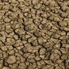Seca provoca situação de emergência em 123 cidades do RN