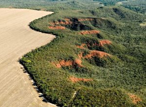 muito-alem-da-soja:-uso-sustentavel-do-cerrado-e-estrategico