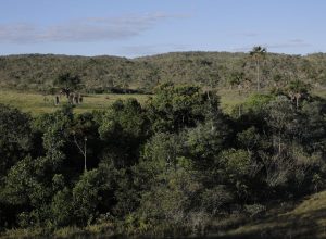 viva-maria-reforca-campanha-pela-protecao-do-cerrado