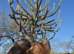 termina-amanha-a-cop-nordeste-que-reune-governadores-da-regiao