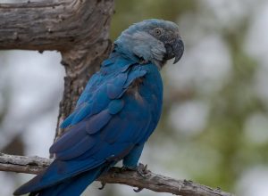 icmbio-informa-que-11-ararinhas-azuis-foram-detectadas-com-circovirus