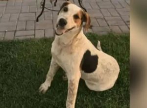 cachorro-comunitario-abacate-e-morto-por-um-tiro-no-parana