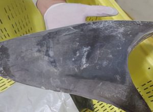 ibama-impoe-regras-mais-rigidas-para-comercio-de-tubarao-azul