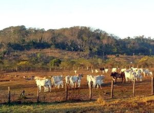 stf-mantem-lei-que-limita-compra-de-terras-por-empresas-estrangeiras