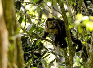 em-sp,-povos-e-comunidades-lancam-alianca-em-defesa-da-mata-atlantica
