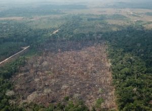amazonia-registra-queda-de-35%-nos-alertas-de-desmatamento-em-junho