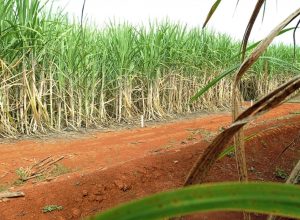 residuos-agricolas-podem-ser-usados-na-producao-de-hidrogenio-verde