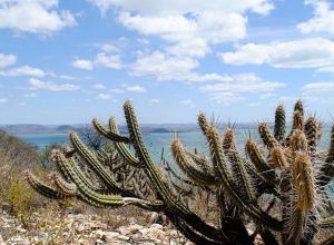 consorcio-nordeste-negocia-recursos-na-cop17-da-onu