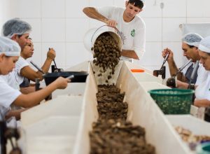 consulta-sobre-bens-sustentaveis-no-acordo-mercosul–ue-acaba-na-quarta
