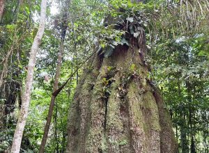 amazonas-ganha-quatro-novas-reservas-de-desenvolvimento-sustentavel
