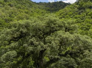um-quarto-da-mata-atlantica-e-de-vegetacao-secundaria,-diz-mapbiomas