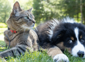 como-emitir-o-rg-para-caes-e-gatos-pelo-sistema-do-governo-federal